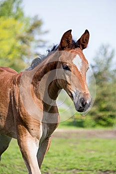 Portrat of cute small foal in summer pasture