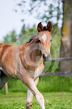 Portrat of cute small foal in summer pasture