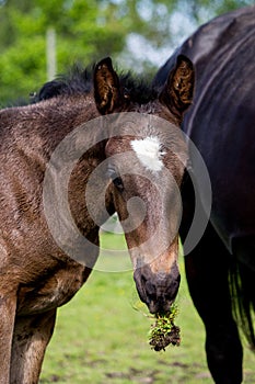 Portrat of cute small foal in summer pasture