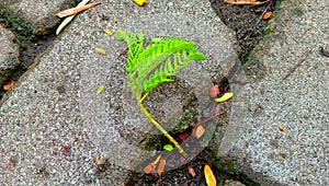 Portrat of a green leafy branch falling to the ground photo