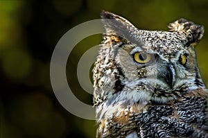 Portrat of the owl photo