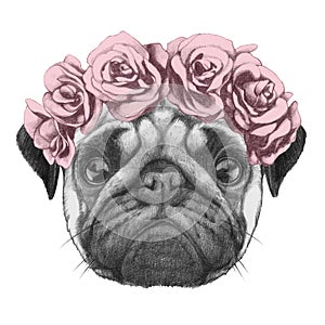 Portrat of Pug Dog with floral head wreath.