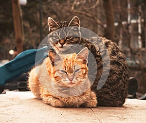 Portrat of the two cats photo