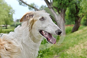 Portrate of borzoi dog