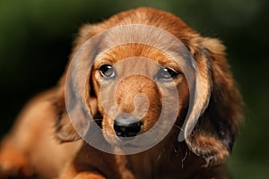 Portrate of red longhear dachshund