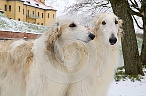 Portrate of two borzoi dogs