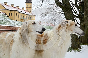 Portrate of two borzoi dogs