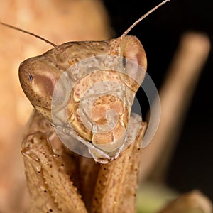 Portrati of a Mantis