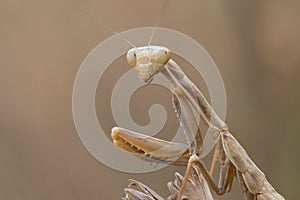 Portrati of a Mantis