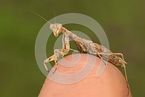 Portrati of a Mantis
