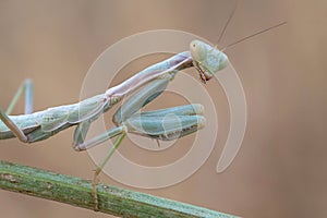 Portrati of a Mantis