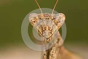 Portrati of a Mantis