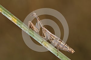 Portrati of a Mantis