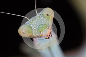 Portrati of a Mantis