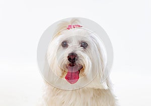 Portratit of a white dog with long hair and a pigtail