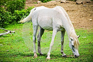 Portraying horse eating in Springfield MA