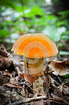 Portraying a mushroom in the bush of Springfield MA