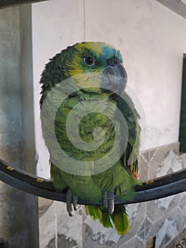 portraying a parrot