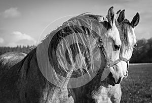 Portret of arabian horses photo