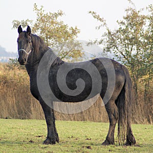 Portret of a beautifull baroc horse photo