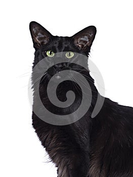 Black Balinese cat on white