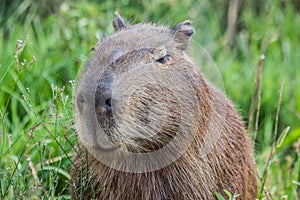 Portret of a capybara in the swamp of Esteros del Ibera