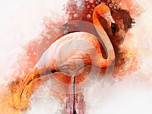 Portret of a Flamingo, watercolor painting. Red flamingo Phoenicopterus ruber, zoological illustration, hand drawing