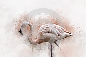 Portret of a Flamingo, watercolor painting. Red flamingo Phoenicopterus ruber, zoological illustration, hand drawing