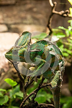 Portret green chameleon on the plante