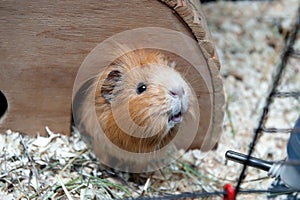 Portret of guinea pig in her wooden house