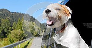 Portret Jack Russell Terrier looks out the open window of the car.