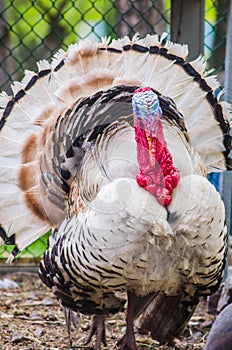 Portret of lonesome domestic white turkey