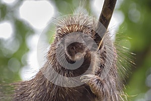 Portret of North American porcupine, Erethizon dorsatum, Canadian porcupine or common porcupine on the tree photo