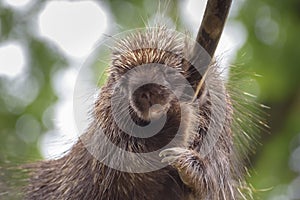 Portret of North American porcupine, Erethizon dorsatum, Canadian porcupine or common porcupine on the tree