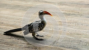 Portret of Red-Billed Hornbill Bird