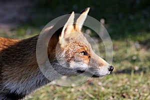 Portret of a red fox