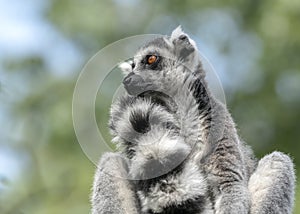 Portret of a ring tailed lemur Lemur catta. Apenheul in the Netherlands, Europe.