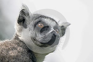 Portret of a ring tailed lemur Lemur catta eating leaves. Apenheul in the Netherlands, Europe.