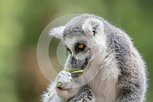 Portret of a ring tailed lemur Lemur catta eating leaves. Apenheul in the Netherlands, Europe.