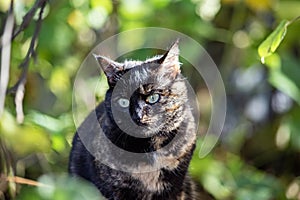 Portret of a turtle-colored cat with green eyes on garden autumn background. Vertical frame. Latvija