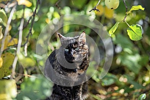 Portret of a turtle-colored cat with green eyes on garden autumn background. Vertical frame. Latvija