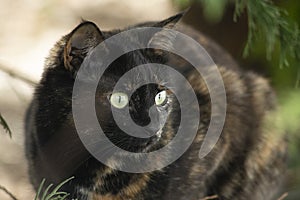 Portret of a turtle-colored cat with green eyes on garden background