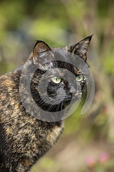 Portret of a turtle-colored cat with green eyes on garden background. Vertical frame. Latvija