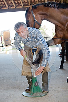 Portriat farrier filing horse`s hoof