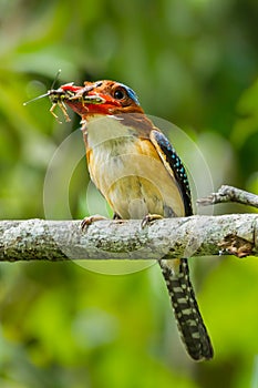 Portriat of Male Banded Kingfisher (Lacedo pulchella)