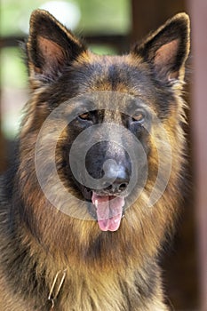 Portriate of a beautiful German Shepherd dog