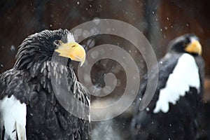 Portrrait of two Steller`s sea eagles against brown background