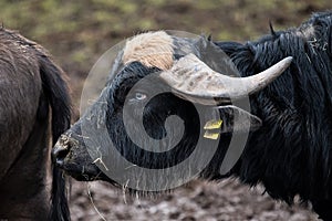 PortrÃ¤t of an African water buffalo in a farm