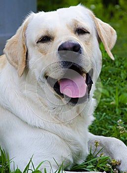 PortrÃ©t psÃ­ho plemene labrador closeup.Smiling labrador dog