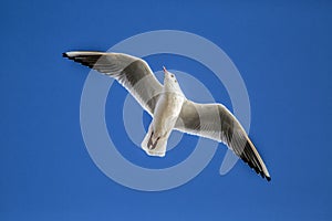 Portsmouth seagull photo